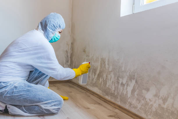 Licensed Black Mold Removal service in Jamaica Plain, MA - WQB Mold Removal