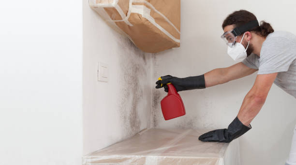 Professional Black Mold Removal technician working in Jamaica Plain, MA