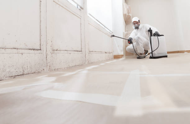 24/7 Emergency Black Mold Removal experts in Jamaica Plain, MA