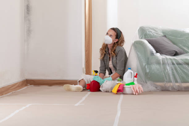 Reliable Black Mold Removal contractor in Jamaica Plain, MA by WQB Mold Removal