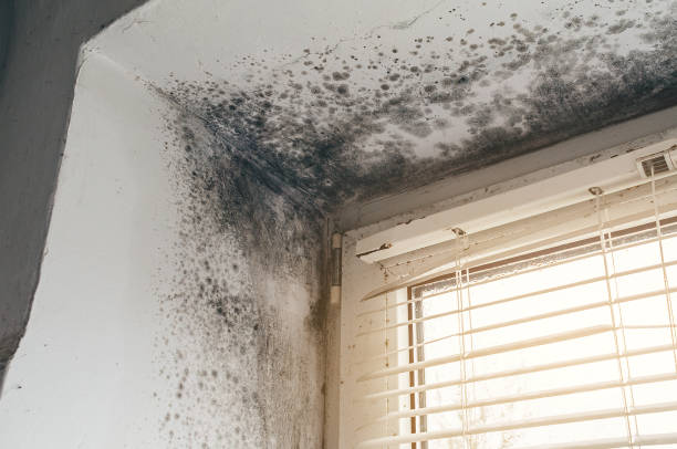 Affordable Black Mold Removal solutions in Jamaica Plain, MA